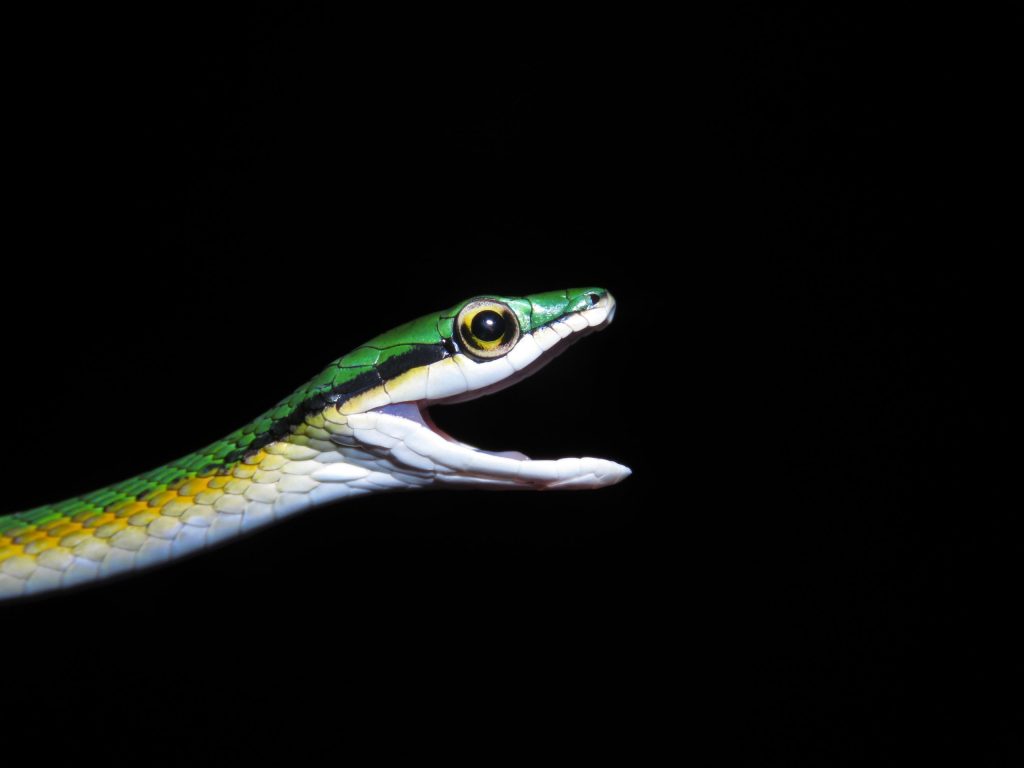 Cobra de ‘bigode’ e que vive em árvores: biólogos descobrem nova espécie de serpente no cerrado tocantinense