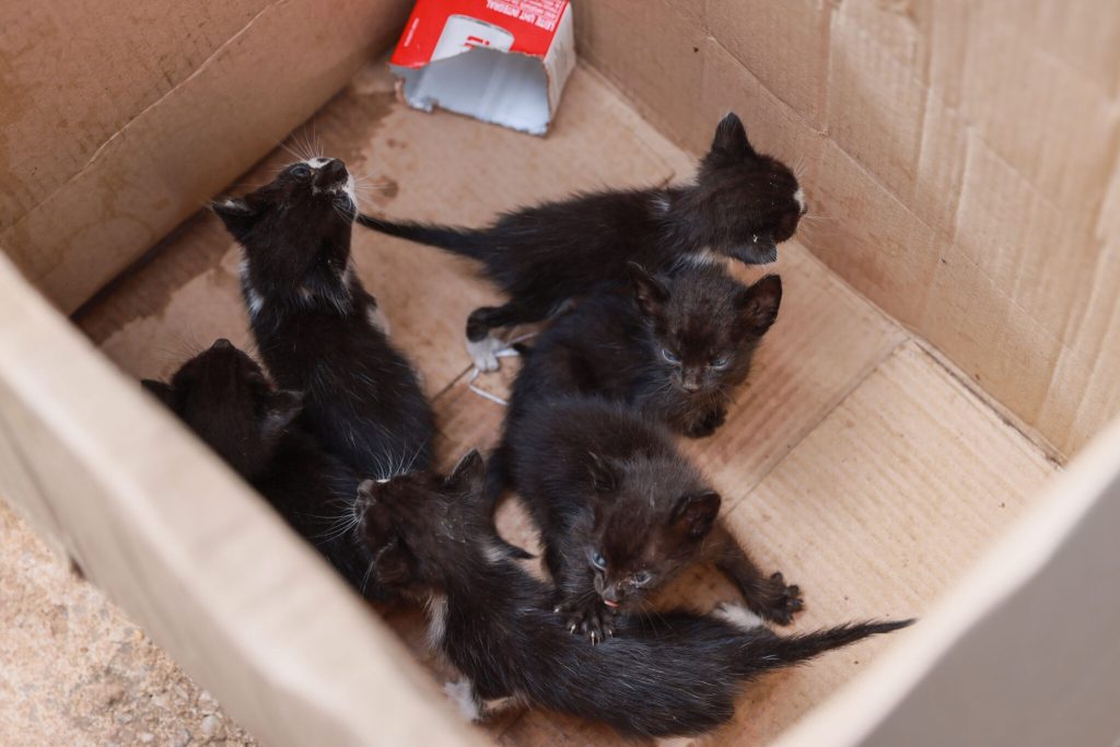 Filhotes de gato abandonados em lote baldio são resgatados pela Guarda Metropolitana em Palmas