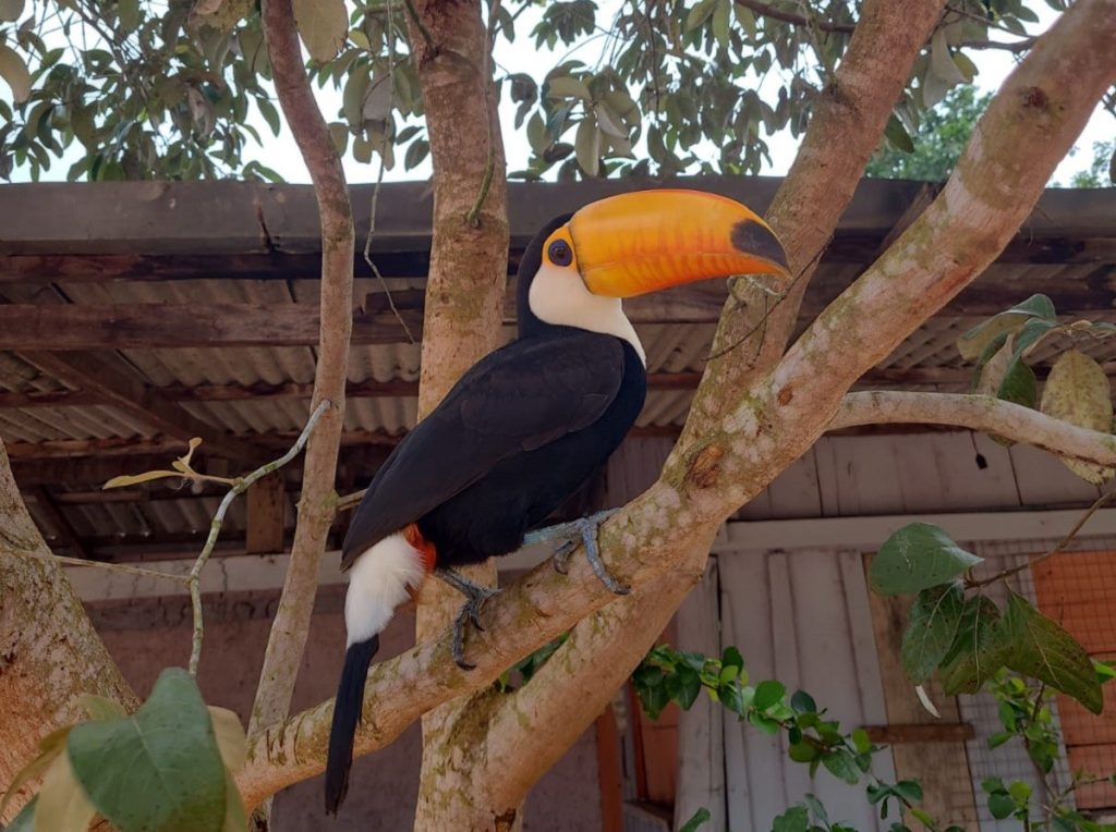 Tucano silvestre faz visitas em escola para brincar com crianças e vira tema de projetos pedagógicos: ‘Estão encantadas’, diz diretora