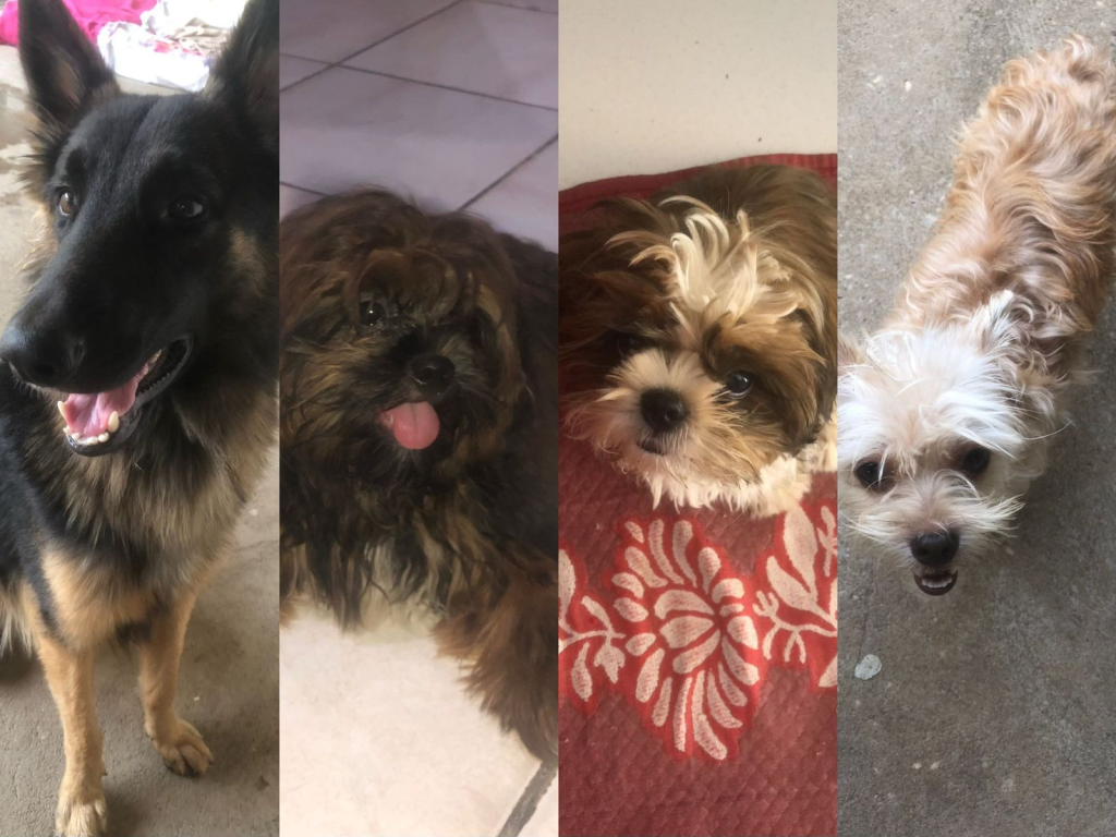 Quatro cães morrem no mesmo dia após ataque de abelhas: ‘Tem dias que amanhecemos chorando’, diz tutora
