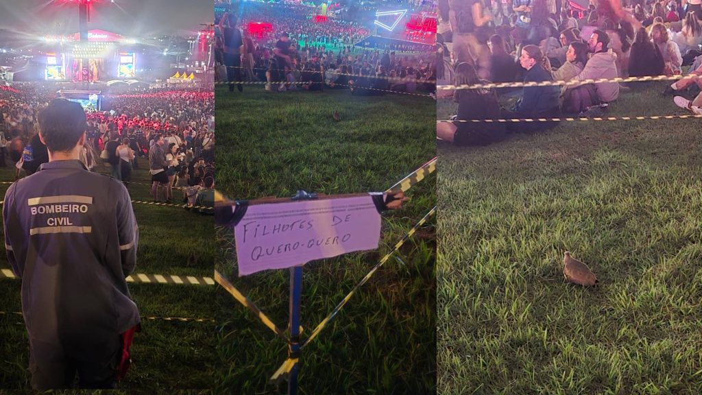 Família de quero-queros ganha ‘área vip’ no Lollapalooza e até bombeiro como vigia