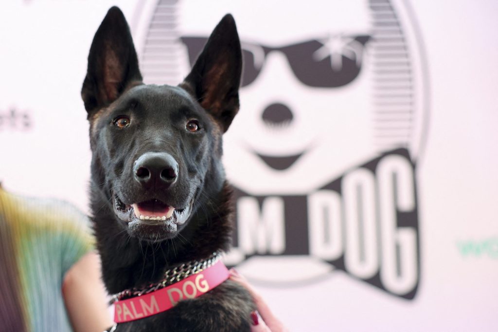 De cadela abandonada a estrela de Cannes: cachorrinha chilena Yuri ganha Palma Canina