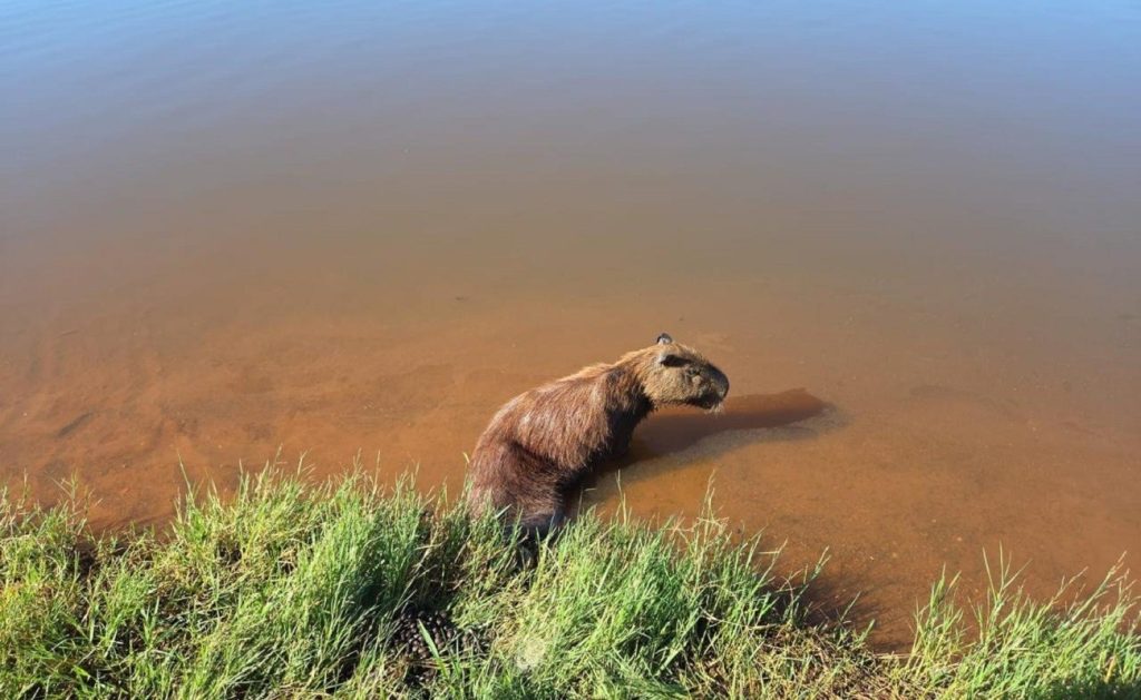Capivara fica paraplégica após ser baleada em Araguaína