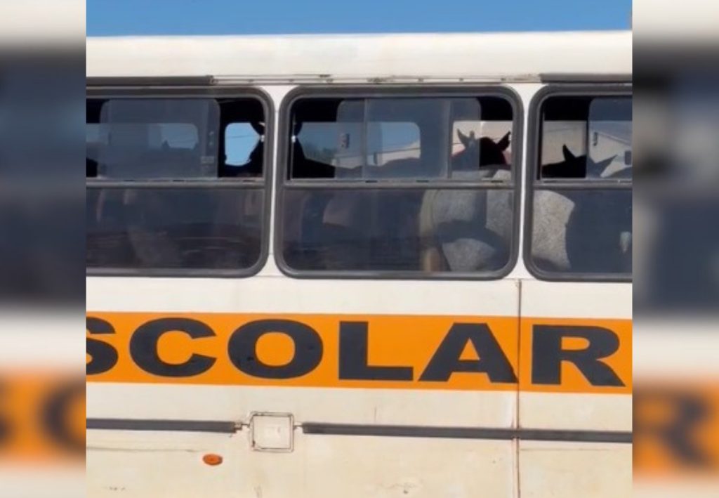 Cavalos são transportados dentro de ônibus e vídeo repercute nas redes sociais