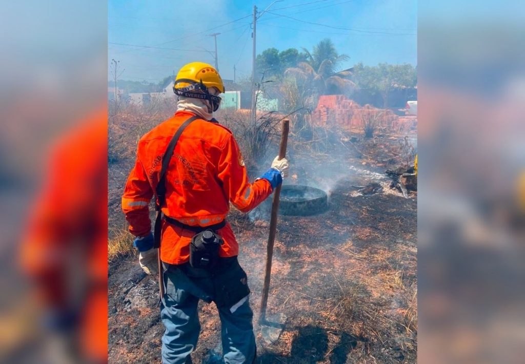 Filhote de cachorro é encontrado carbonizado após queimada em terreno baldio no TO