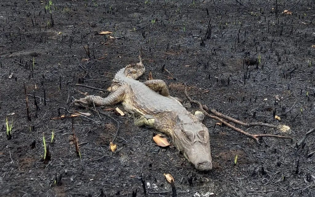 Formoso do Araguaia entra em situação de emergência após incêndio destruir casas, vegetação e matar animais silvestres